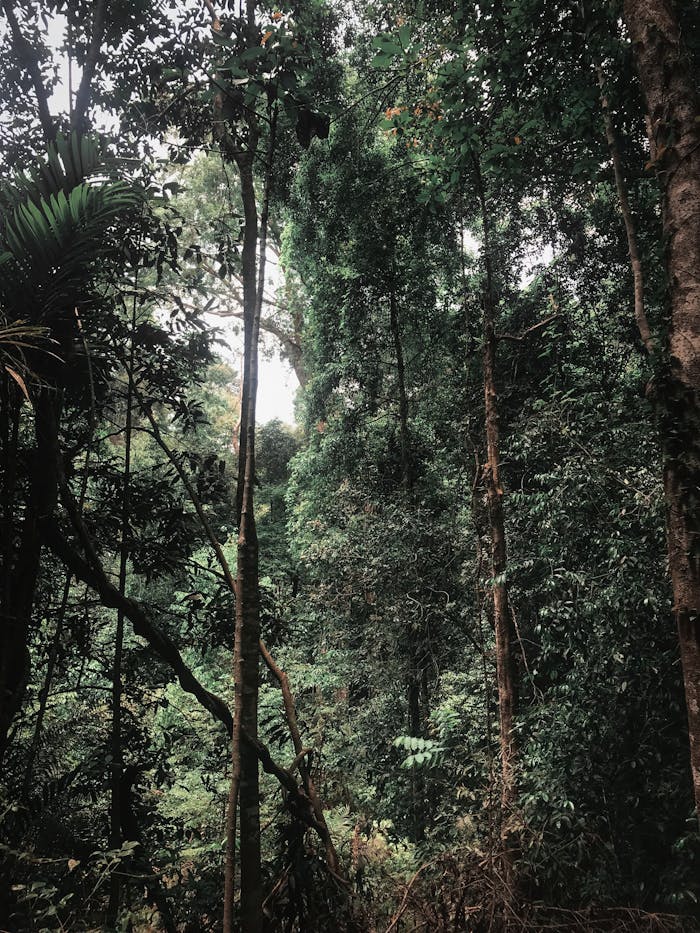 Tranquil and lush green forest with tall trees and dense foliage, perfect for nature lovers.